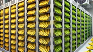 Bananas Climatizadas
