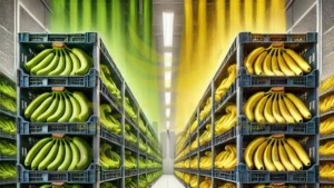 Bananas Climatizadas