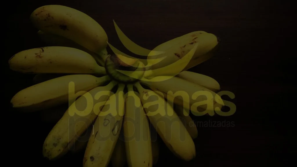 Banana Ouro