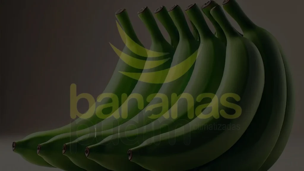 Banana Nanica Verde
