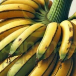 Fornecedor De Banana Da Terra