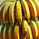 Fornecedor De Banana Da Terra