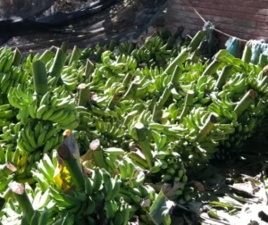 Variedade de Produtos para Atender Diversos Segmentos