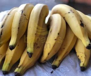 Infraestrutura Moderna para Climatização de Bananas