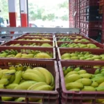 Compromisso com a Sustentabilidade e Inovação